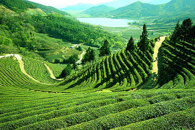 Darjeeling & Sikkim Holiday Packages
